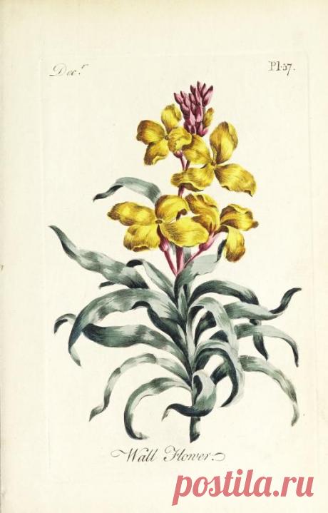 The florist : containing sixty plates of the most beautiful flowers regularly dispos'd in their succession of blowing : to which is added an accurate description of their colours, with instructions for drawing & painting them according to nature : being a new work intended for the use & amusement of gentlemen and ladies delighting in that art : Free Download, Borrow, and Streaming : Internet Archive