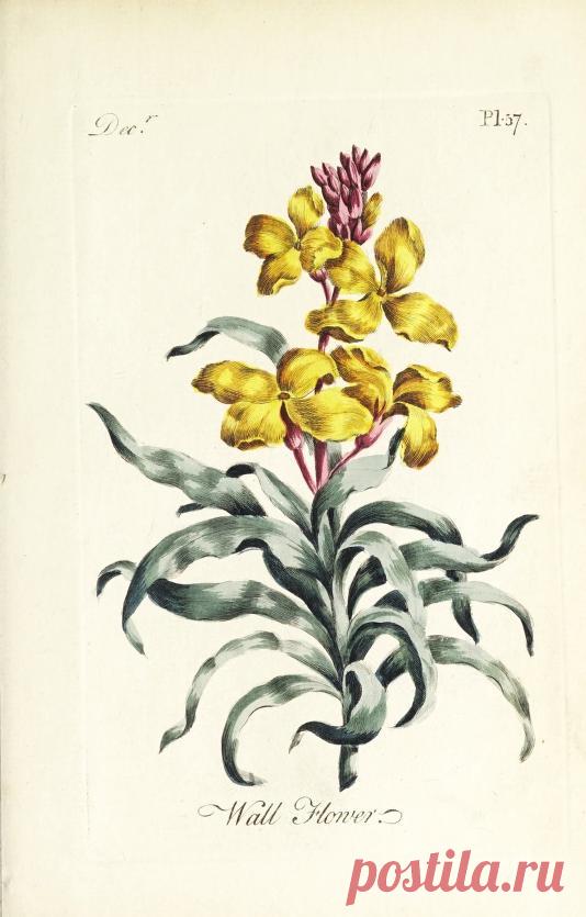 The florist : containing sixty plates of the most beautiful flowers regularly dispos'd in their succession of blowing : to which is added an accurate description of their colours, with instructions for drawing & painting them according to nature : being a new work intended for the use & amusement of gentlemen and ladies delighting in that art : Free Download, Borrow, and Streaming : Internet Archive