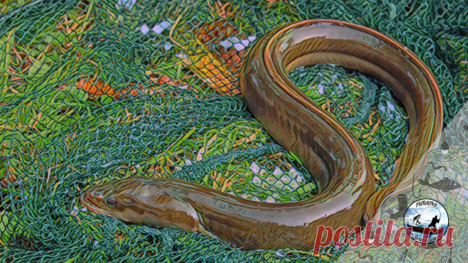 Поймал рыбу и чуть не выкинул от страха спиннинг в воду. Моя первая рыбалка на угря Поехали мы как то на ночную рыбалку на судака. Место было новое, но я никак не ожидал увидеть в эту ночь на своем крючке угря.meta property=og:url