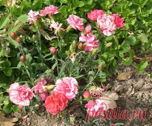 Гвоздика Шабо: выращивание рассады, подробная агротехника и сорта | Подмосковье