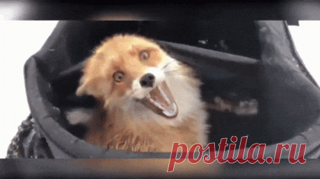 Мужики, у вас кто-то рыбу всю съел...