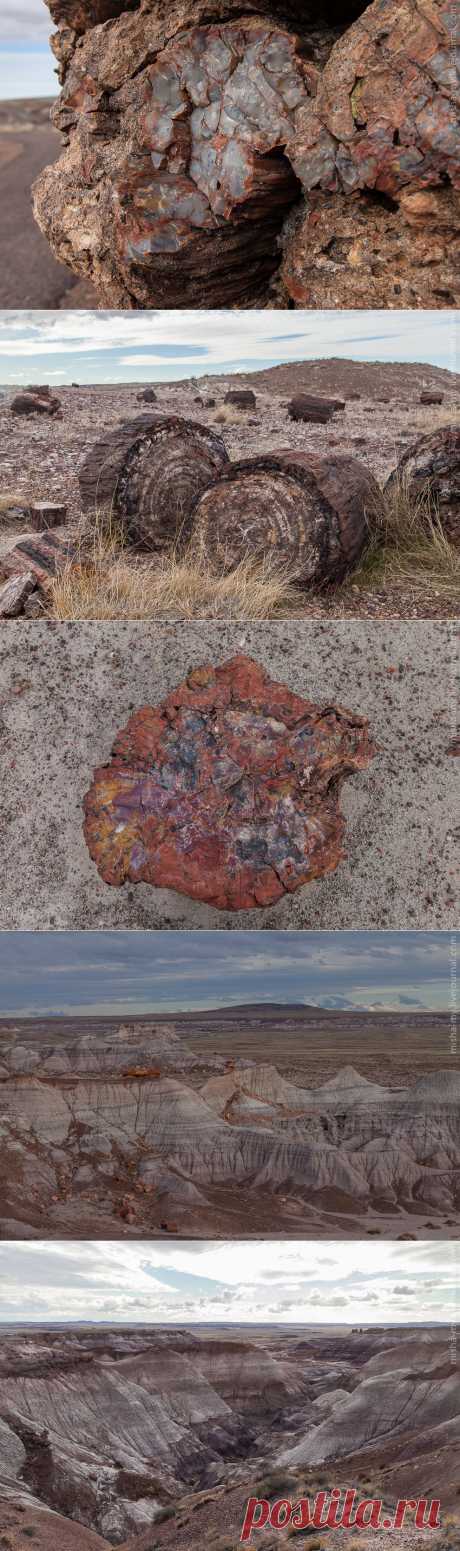 Фотопрогулка по «окаменевшему лесу»