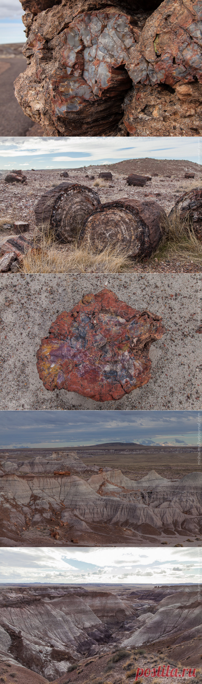 Фотопрогулка по &#171;окаменевшему лесу&#187;