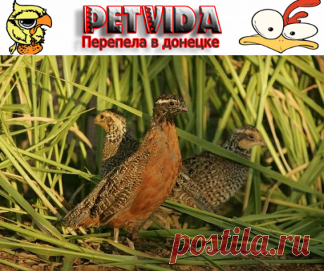Породы перепелов