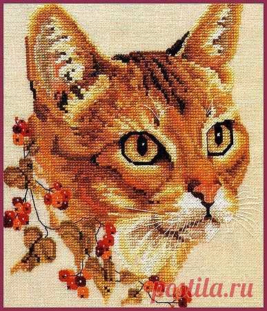 Рыжий кот