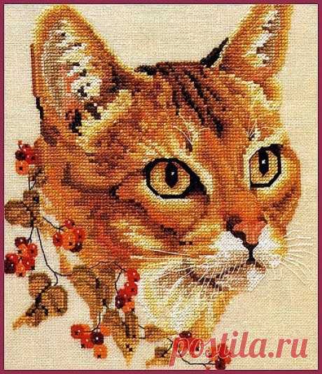 Рыжий кот