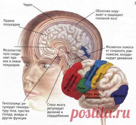 Как заставить мозг работать лучше.