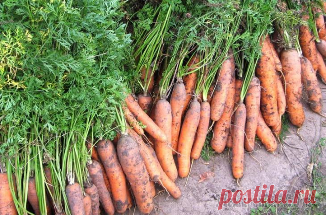 Удобрения для качества и количества моркови от посадки до сбора урожая