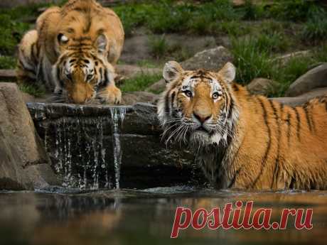 The Tiger Bathroom - Wallpaper by darkcalypso on DeviantArt