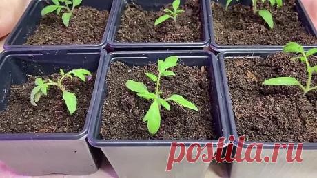 Всего две таблетки на один литр воды для рассады томатов!