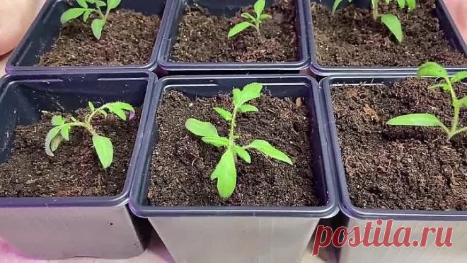 Всего две таблетки на один литр воды для рассады томатов!