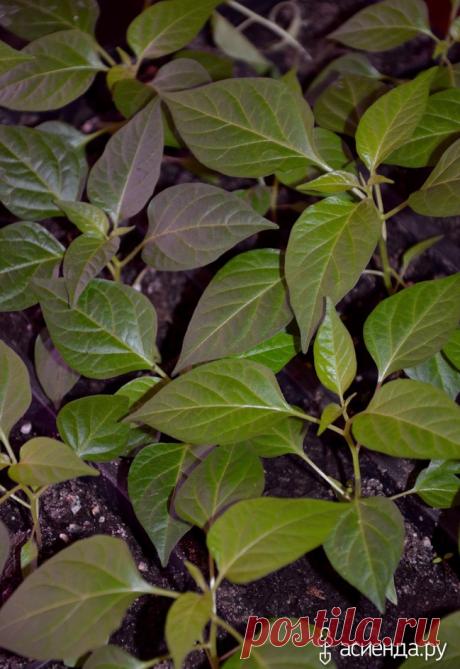 Мой хит в этом сезоне- рассада перчика чили Птичий глаз (Bird's eye): Группа Собираем урожай: хвастики, рецепты, заготовки