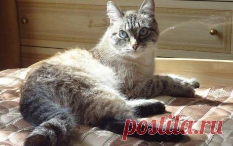 100% способ избавления от меток кота