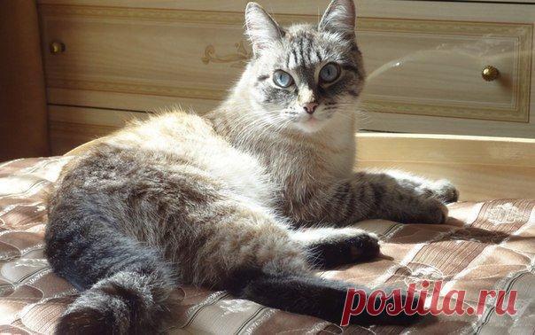 100% способ избавления от меток кота