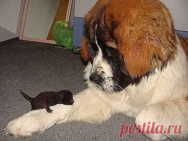 Блоха Штоль???????????????? )))))