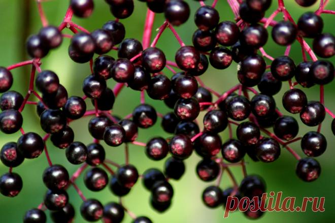 Сок бузины, ложка мёда и этот ингредиент. Вот оно, лучшее лекарство от сезонных простуд. — Копилочка полезных советов