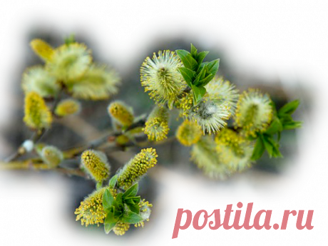 Плейкаст «ПОЗДРАВЛЯЮ ВАС С ВЕРБНЫМ ВОСКРЕСЕНЬЕМ !ЖЕЛАЮ ВСЕМ ЗДОРОВЬЯ !»