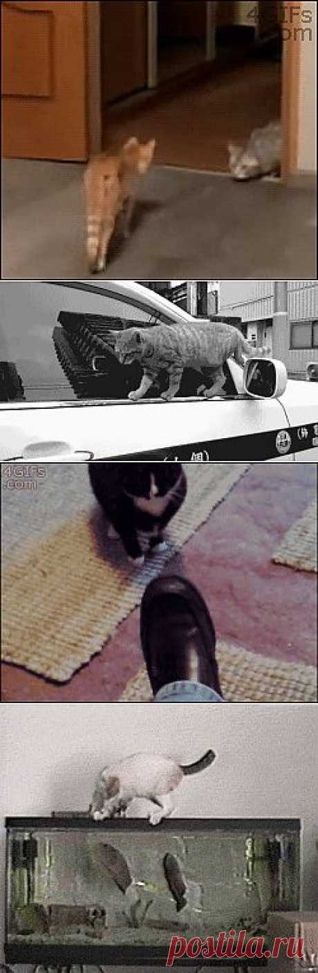 Смешная кошачья анимация | ТурПрикол