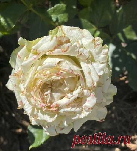 Чтобы бороться с трипсом, его вначале надо выманить. Советы от Пожилого агронома | Моя дачная жизнь | Яндекс Дзен