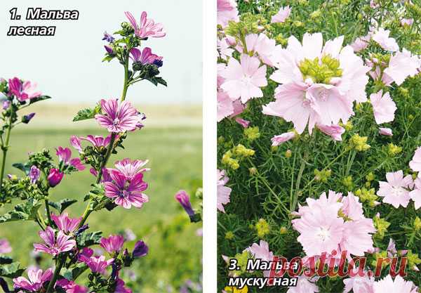 Пр мальву - Садоводка