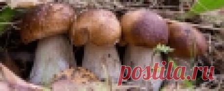Лесные грибы на даче - OK-Wood Советы и опыт ведения индивидуального хозяйства