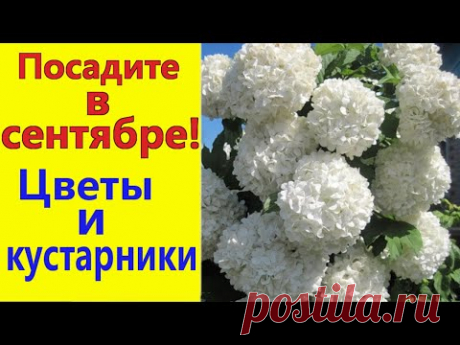Что посадить в СЕНТЯБРЕ? Цветы и кустарники, которые можно сажать осенью.