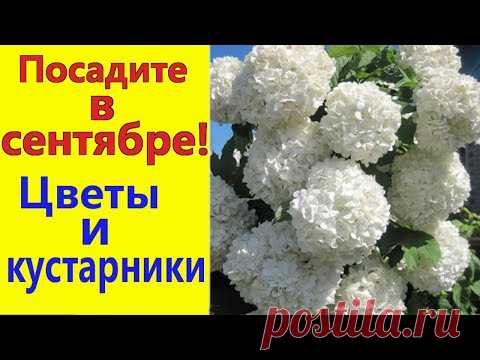 Что посадить в СЕНТЯБРЕ? Цветы и кустарники, которые можно сажать осенью.