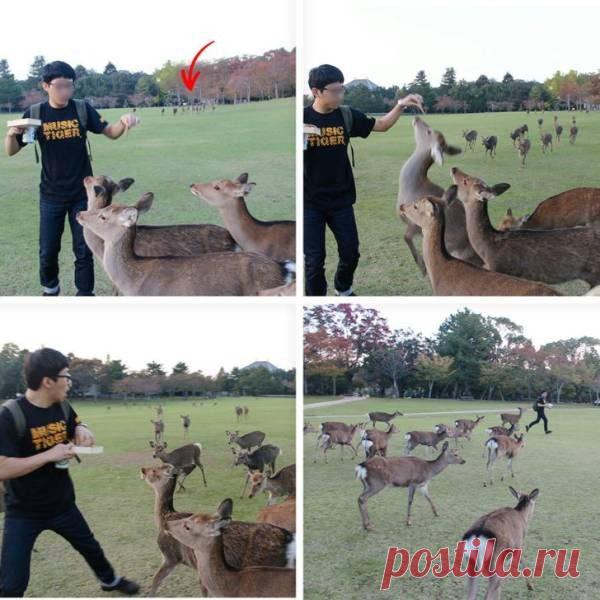 Дружелюбные дикие животные / Питомцы