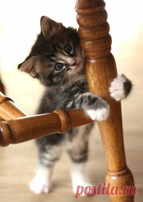 Good Morning Kitten - Frank [redux] - June 16, 2012