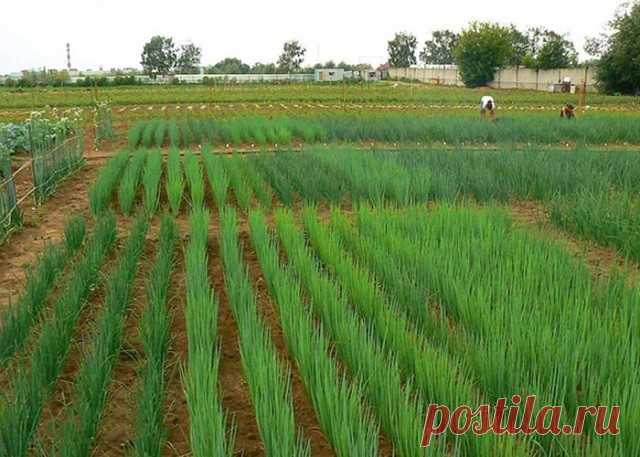 Если болеет лук. Советы опытных огородников