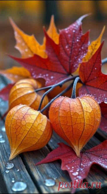 Пин на доске яФИЗАЛИС