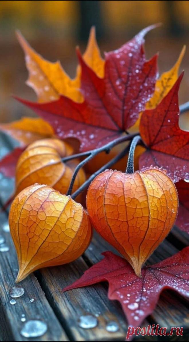 Пин на доске яФИЗАЛИС