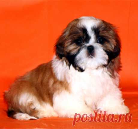 Помет О - HASHANAH HOT N SPICY + CHESVET LINE ZIPPY FUNNY GIRL