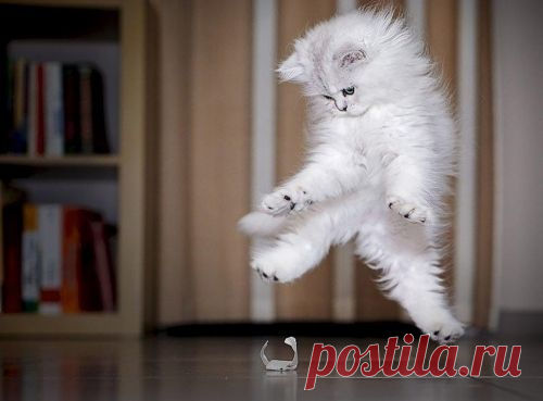 котики Поиск