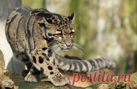 clouded leopard Ouwehand 9K2A1665 | safi kok | Flickr