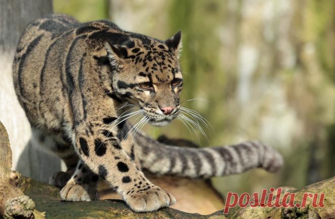 clouded leopard Ouwehand 9K2A1665 | safi kok | Flickr