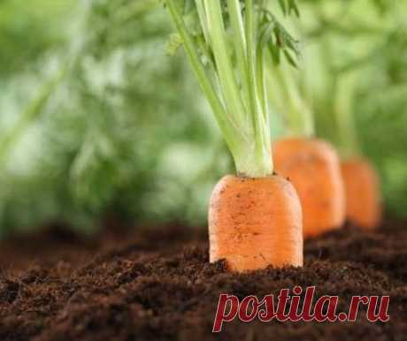 Морковь на бумажной ленте: готовимся к весеннему посеву