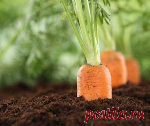 Морковь на бумажной ленте: готовимся к весеннему посеву