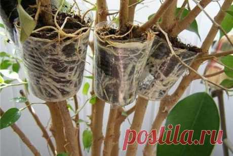 Уникальный способ размножения деревьев и кустарников. Легко получить саженцы деревьев, кустарников и комнатных цветов, имеющих древовидные стебли, методом воздушных отводков. Способ неимоверно прост и не потребует наличия специального инструмента или как…