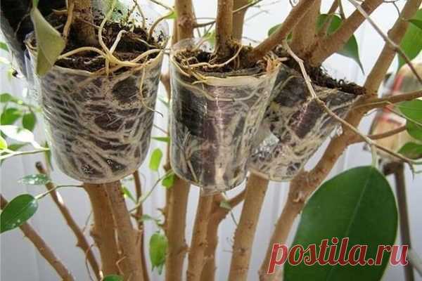 Уникальный способ размножения деревьев и кустарников. Легко получить саженцы деревьев, кустарников и комнатных цветов, имеющих древовидные стебли, методом воздушных отводков. Способ неимоверно прост и не потребует наличия специального инструмента или как…