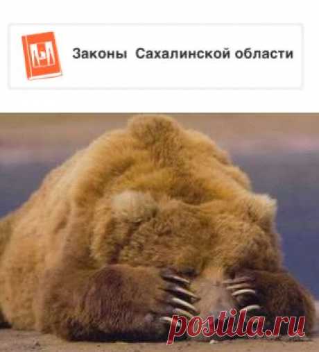 Сахалинец в лесу случайно наступил на спящего медведя -  Сахалин и Курилы