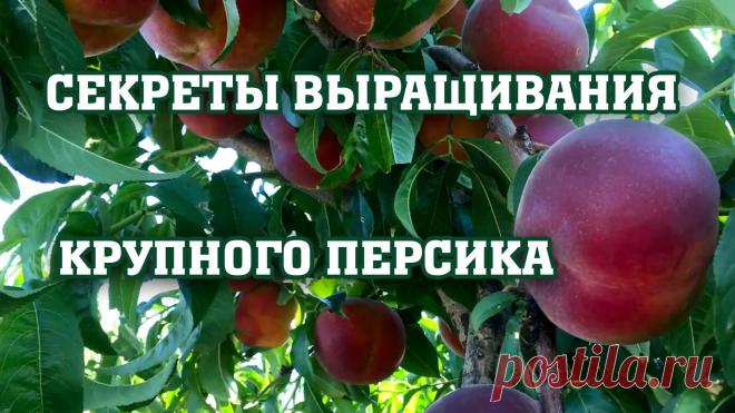 ВСЕГДА С УРОЖАЕМ ⧸ 4 ГЛАВНЫХ ПРАВИЛА по выращиванию персика