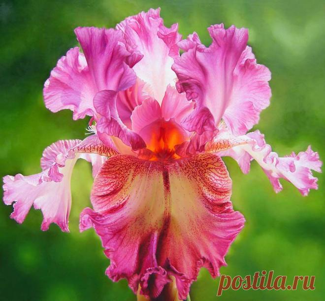 Прекрасные ирисы..