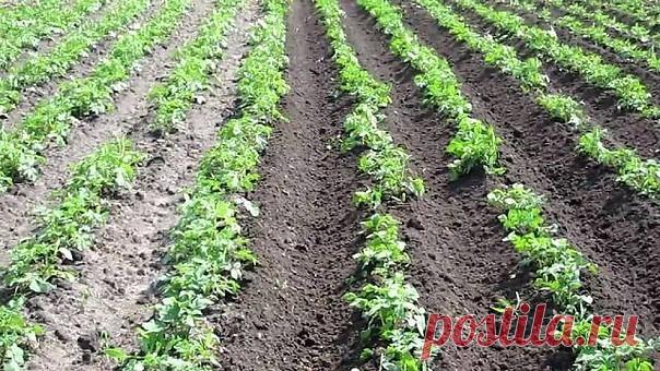 Выращивание картофеля 7 лет назад с этого участка 4сотки снимали урожай картофеля 29 ведер.(сам выкапывал) После прочтения статьи Н.И. Курдюмова,все перевернулось по отношению к традиционной технологии возделывания картофе…
