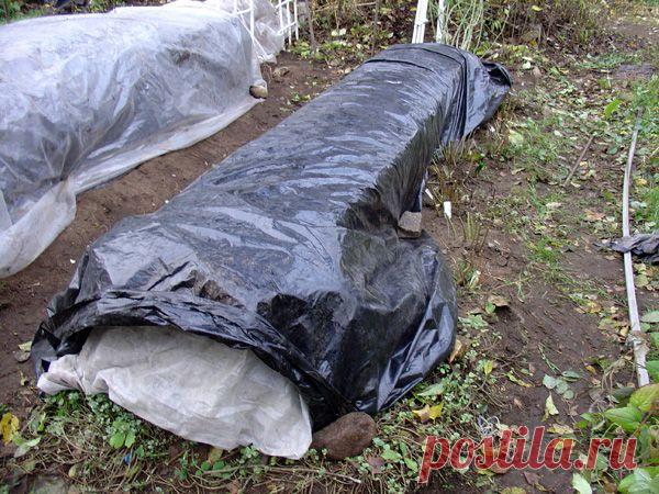 Как правильно укрывать розы на зиму | РОЗЫ