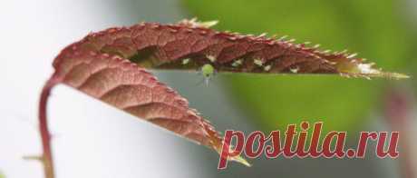 Тля на розах и способы борьбы с вредителем - Ботаничка.ru