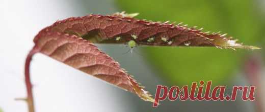 Тля на розах и способы борьбы с вредителем - Ботаничка.ru