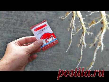 ЛЮБОЙ ЧЕРЕНОК ПУСТИТ КОРНИ ДАЖЕ ЛИСТОЧЕК! ДЕЛАЙТЕ ТАК!