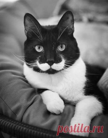 Самое интересное в мире: *Кошка никогда не подружится с тем, кто ... - natali5357@mail.ru - Почта Mail.Ru