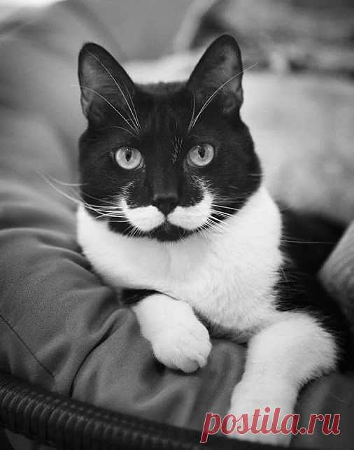 Самое интересное в мире: *Кошка никогда не подружится с тем, кто ... - natali5357@mail.ru - Почта Mail.Ru